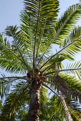Obraz premium green palm tree in nature garden