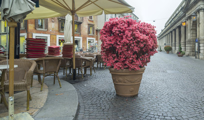 big pink flowers on the street  in Verona in Italy