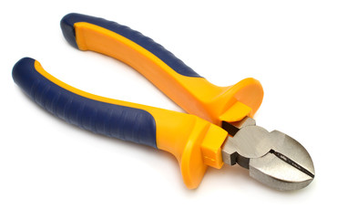 Obraz premium Yellow nipper