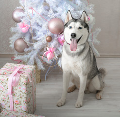 Husky dog gives a gift for Christmas