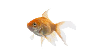 Golden koi fish isolated on white background