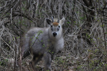 ニホンカモシカ
