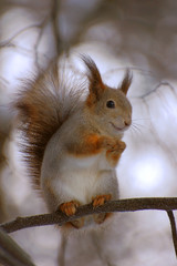 Белка сидит на ветке