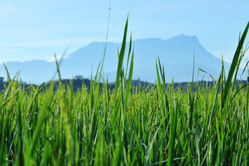 Fototapeta premium Beautiful green grass with Mount Kinabalu as a background. 