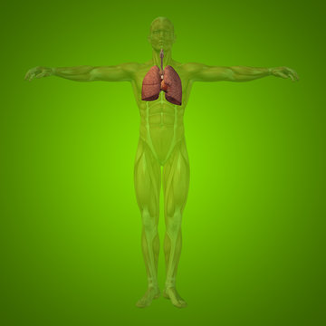 Conceptual anatomical human or man 3D respiratory system