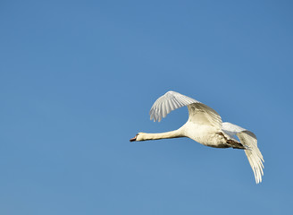 Höckerschwan fliegt