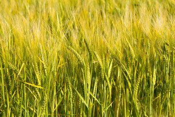 Wheat field against blue sky