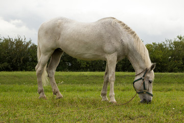 Naklejka na ściany i meble white horse on a green meadow