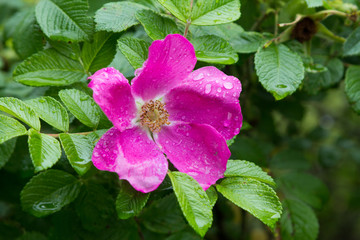 beautiful spring flower