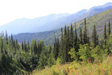 Горная тайга на подъёме к Караташскому перевалу. Кузнецкий Алатау