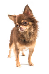 cute chihuahua puppy standing straight looking at camera isolate