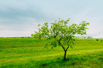 field with  spring tree and cloudy sky.