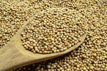 Dried coriander seed in the wooden spoon
