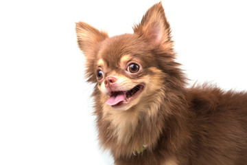 cute chihuahua standing straight looking at camera isolate