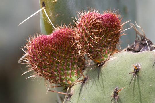 Fruits of the prickly pear (Opuncia vulgaris)