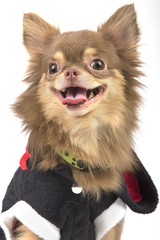 Cute chihuahua dog in fashion dress ,isolate