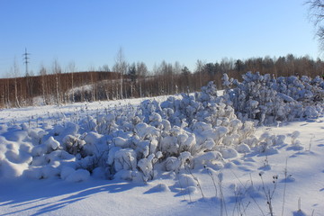Снежный покров для кустарника