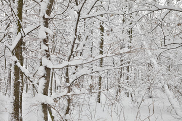 Obraz premium Trees in snow