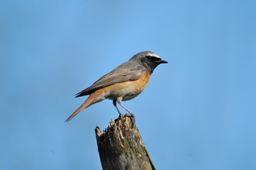 Perching male Redstart