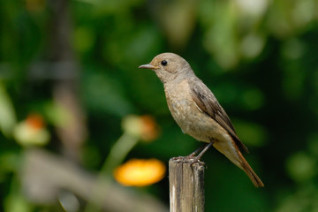 Perching female Redstart