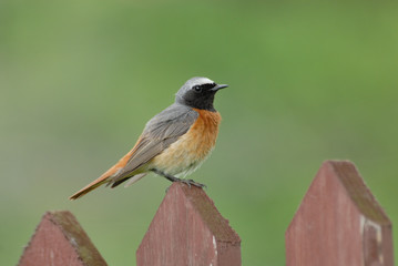 Obraz premium Perching male Redstart at the fence