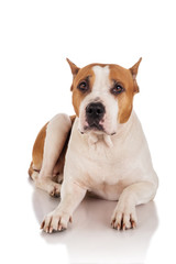 Staffordshire Terrier on a white background