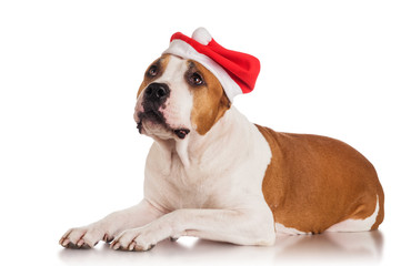 Staffordshire Terrier in Santa hat
