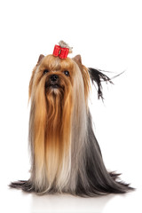Naklejka premium Yorkshire terrier dog with bow, isolated on white