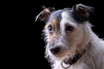 portrait of female jack russell terrier on black background © cuorerouc