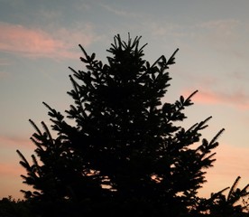 Ein Nadelbaum im Sonnenuntergang