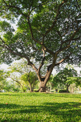 Trees and Lawn in a botanical garden with chair