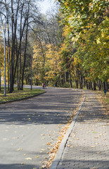 Obraz premium The highway and foot path in the wood