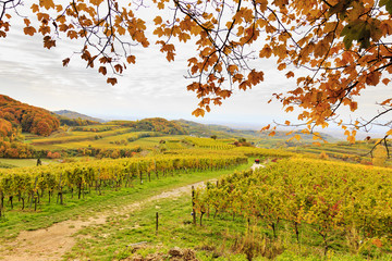 Wein und nochmals Wein (im Kaiserstuhl)