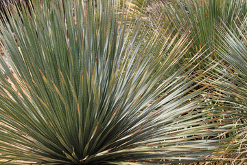 Kniphofia plant in park, Lloret de Mar, Spain