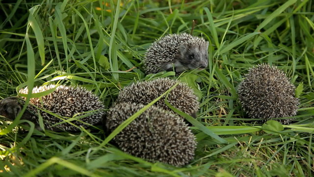 hedgehogs on the green grass