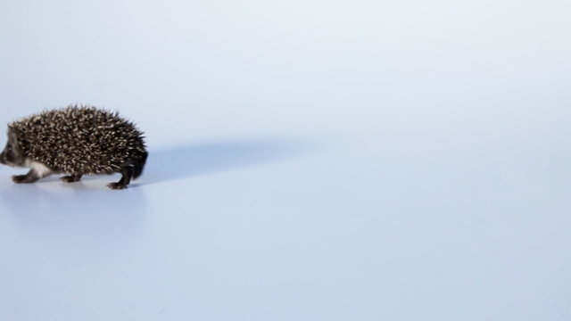 small hedgehog running on white background