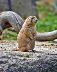 Full view of Prairie dog standing