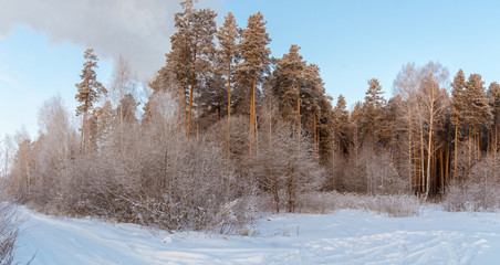 Панорама зимнего соснового леса, Россия, Урал  © 7ynp100