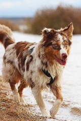 Australian Shepherd