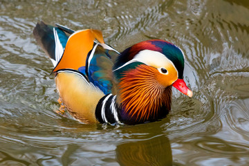 Mandarinente