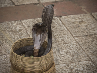due cobra in un cesto