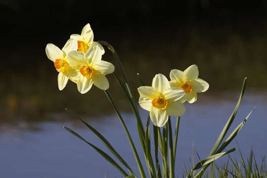 Daffodils at a brook in the Netherlands