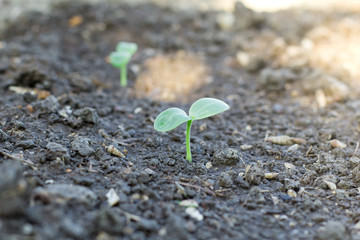 Watermelon seedlings