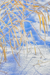 White frost on the leaves of irises, close-up