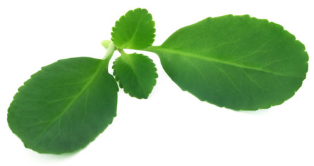 Medicinal Kalanchoe leaves