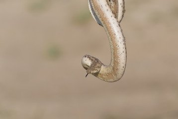 Toxic snake in Iraqi desert 