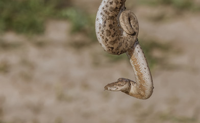 Toxic snake in Iraqi desert 