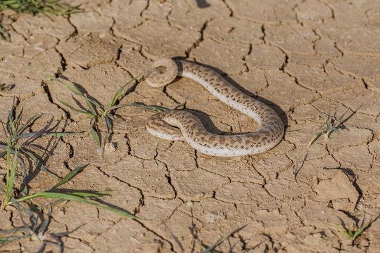 Toxic snake in Iraqi desert 