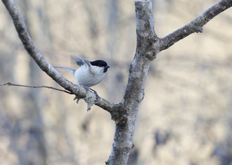 Bird sitting on a branch , keeps the balance