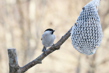 Bird on a branch but does not fit to the feeder
















